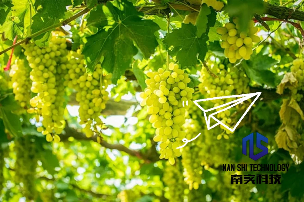 公司為全體員工發(fā)放夏日葡萄福利，傳遞企業(yè)關懷